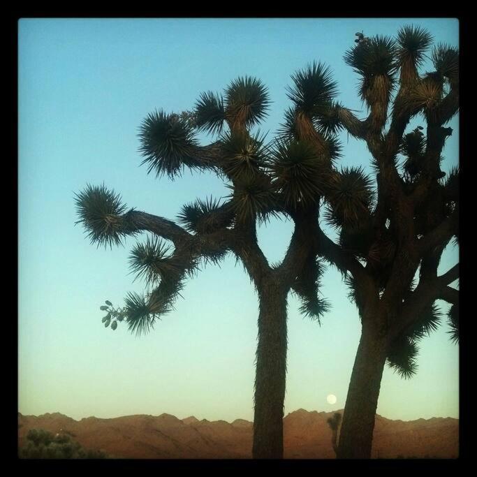 Steph'S Panorama Paradise-Nat'L Park Minutes Away Joshua Tree Dış mekan fotoğraf